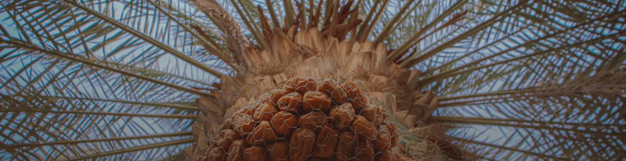 الجمعية السعودية للمحافظة على التراث